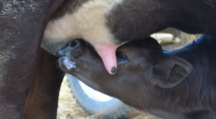 Breastfeeding: It’s Not Easy Being the Cow! cow