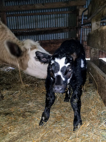 Raising Animals teaches compassion and responsibility