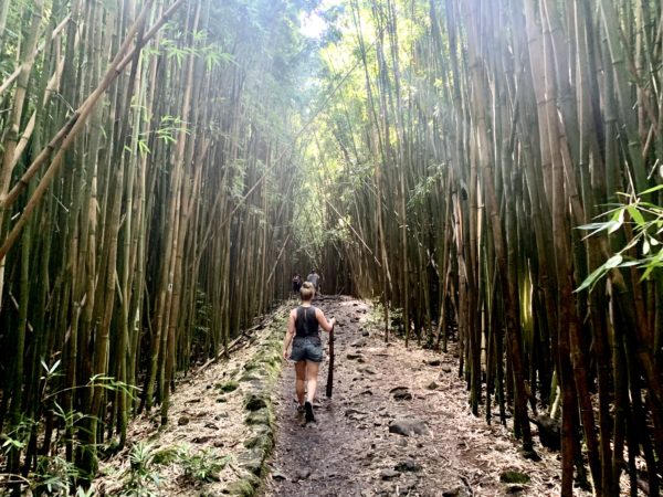 Hiking through bamboo forest