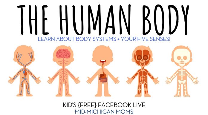 human body
