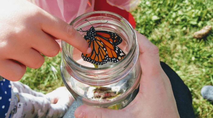 It’s Monarch Butterfly Season! Raising Butterflies at Home with Kids