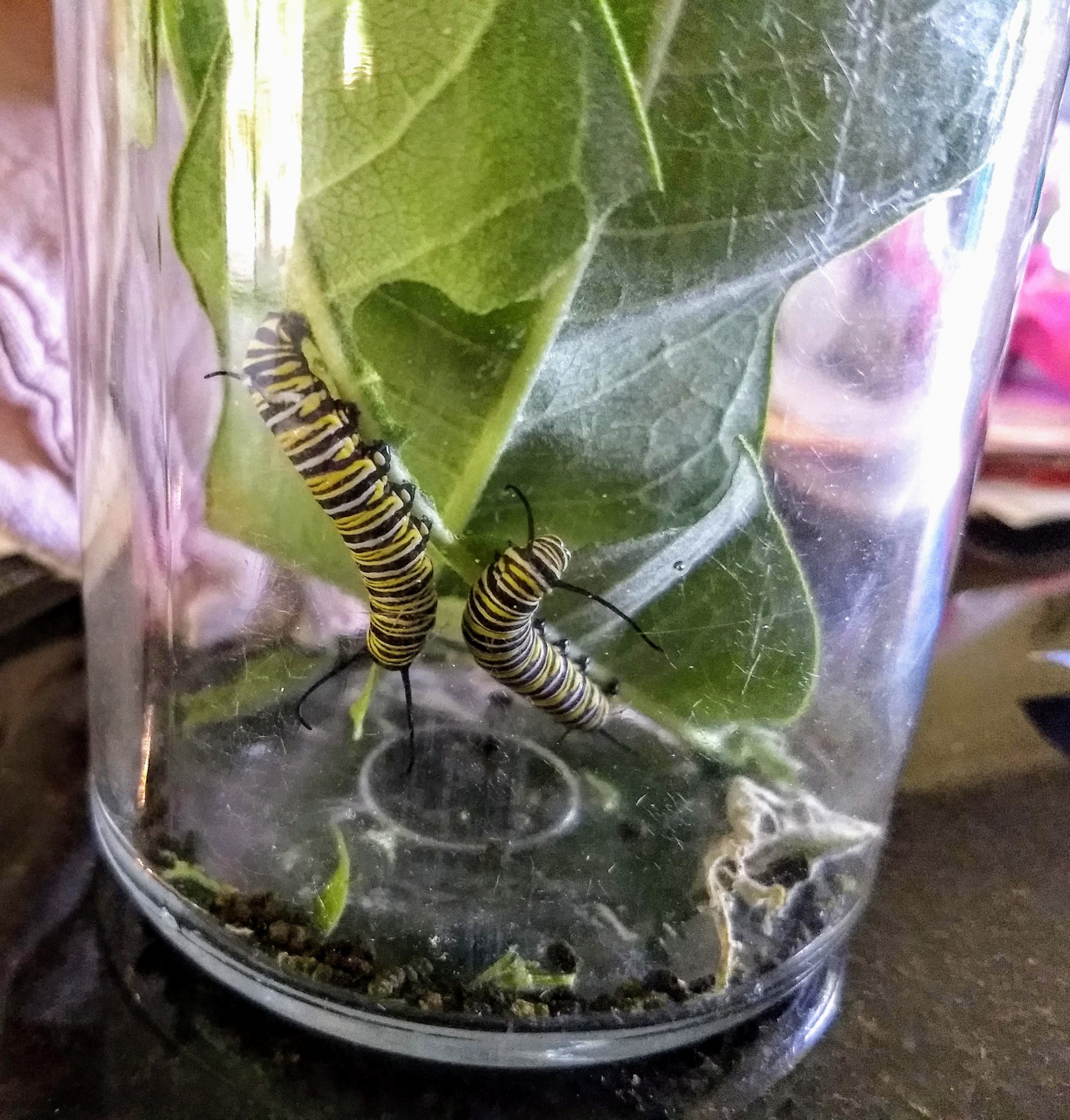 caterpillars