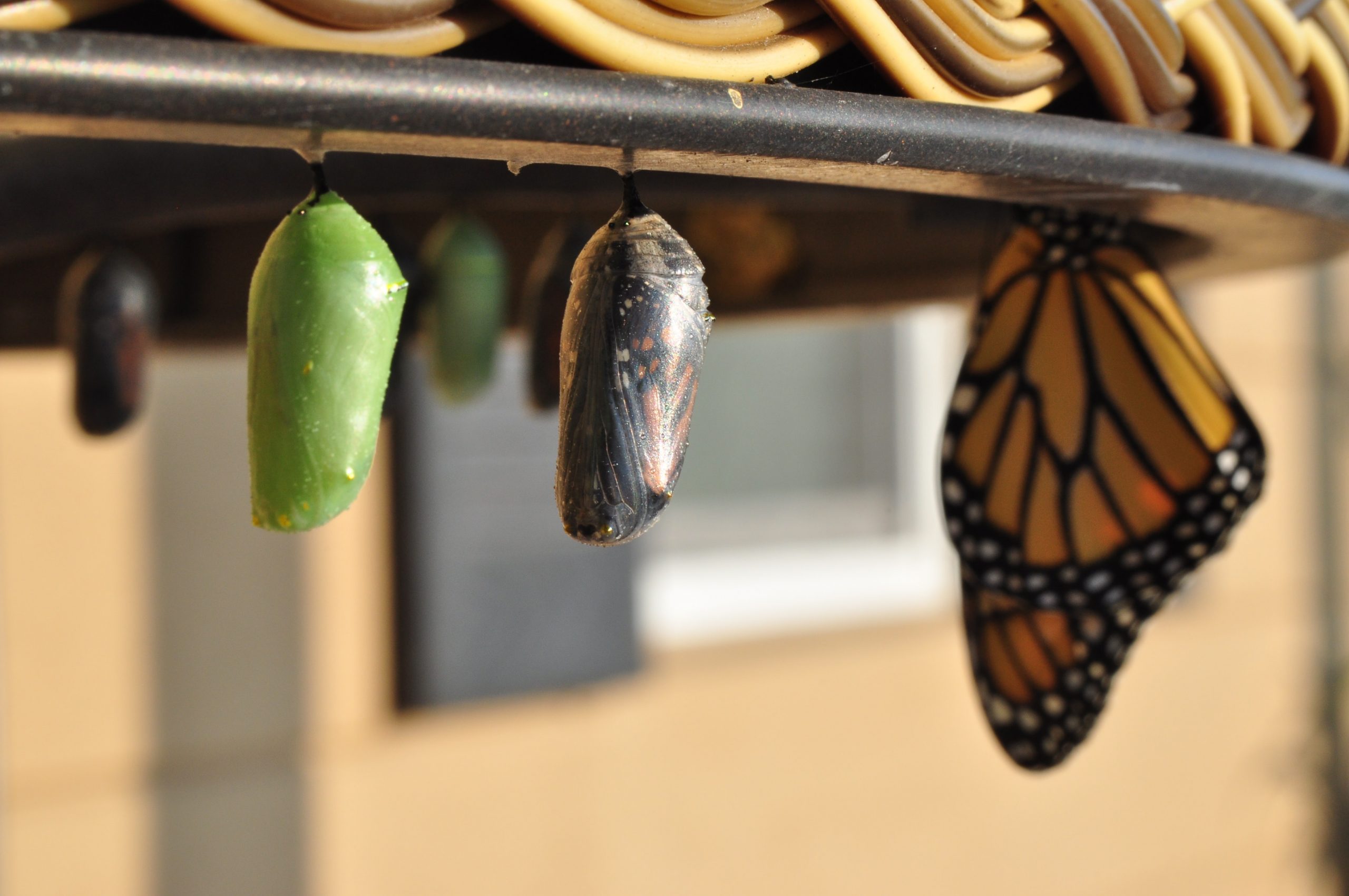 chrysalis