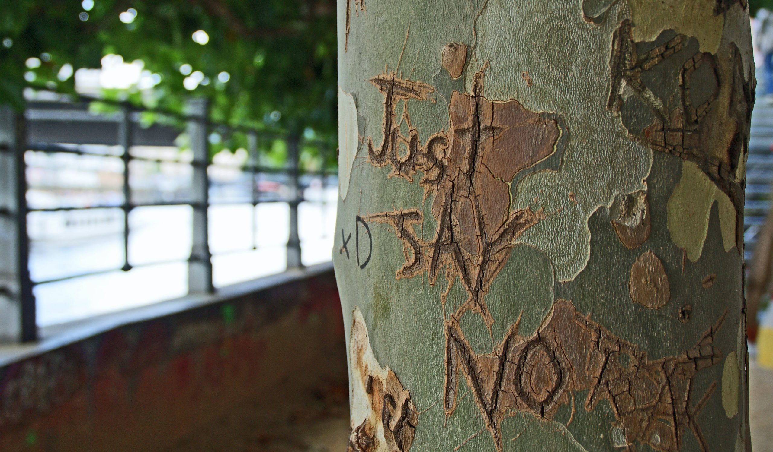 personal boundaries, saying no just say no, carved into a tree