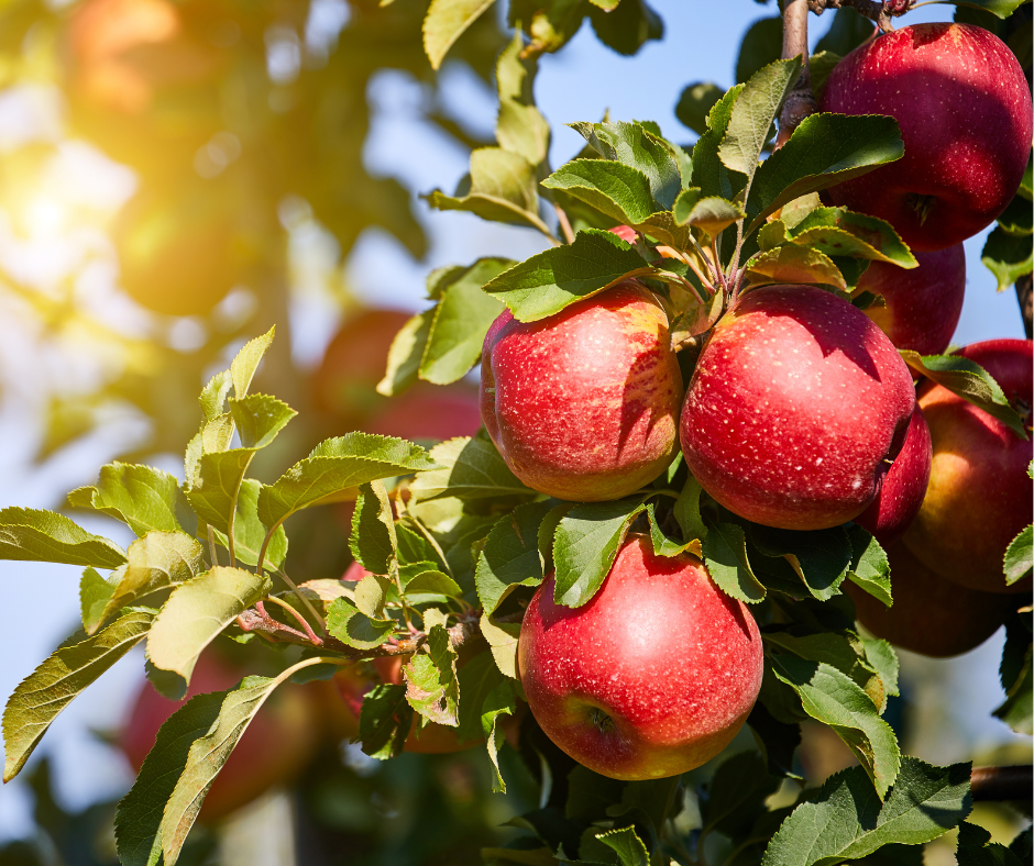 apple orchards michigan