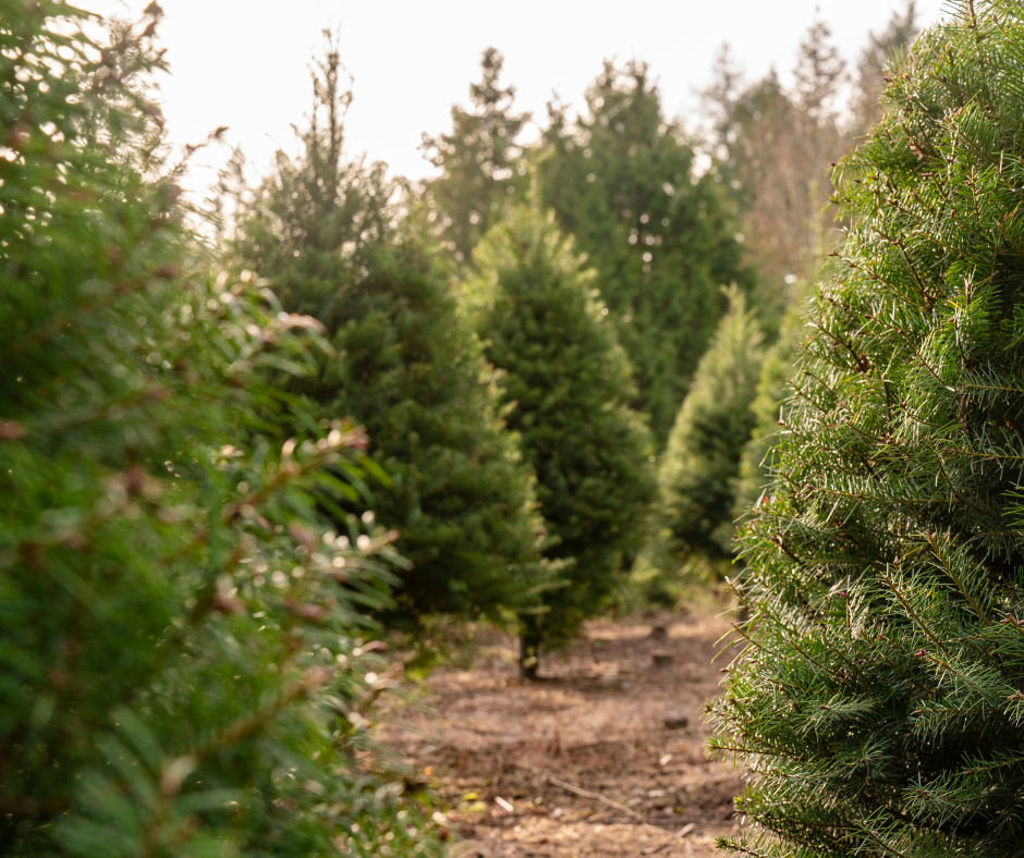 christmas tree farms