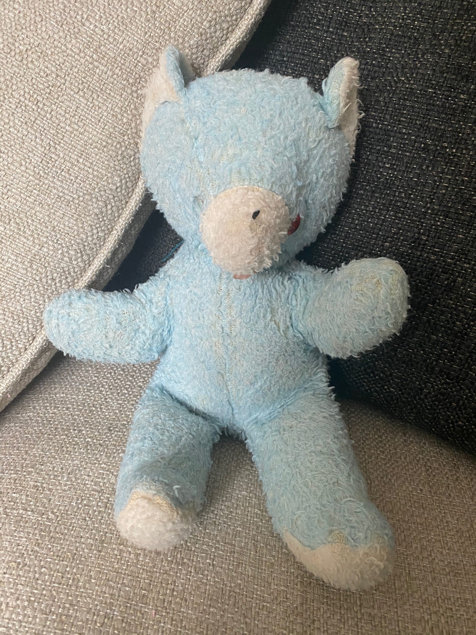 Blue the bear