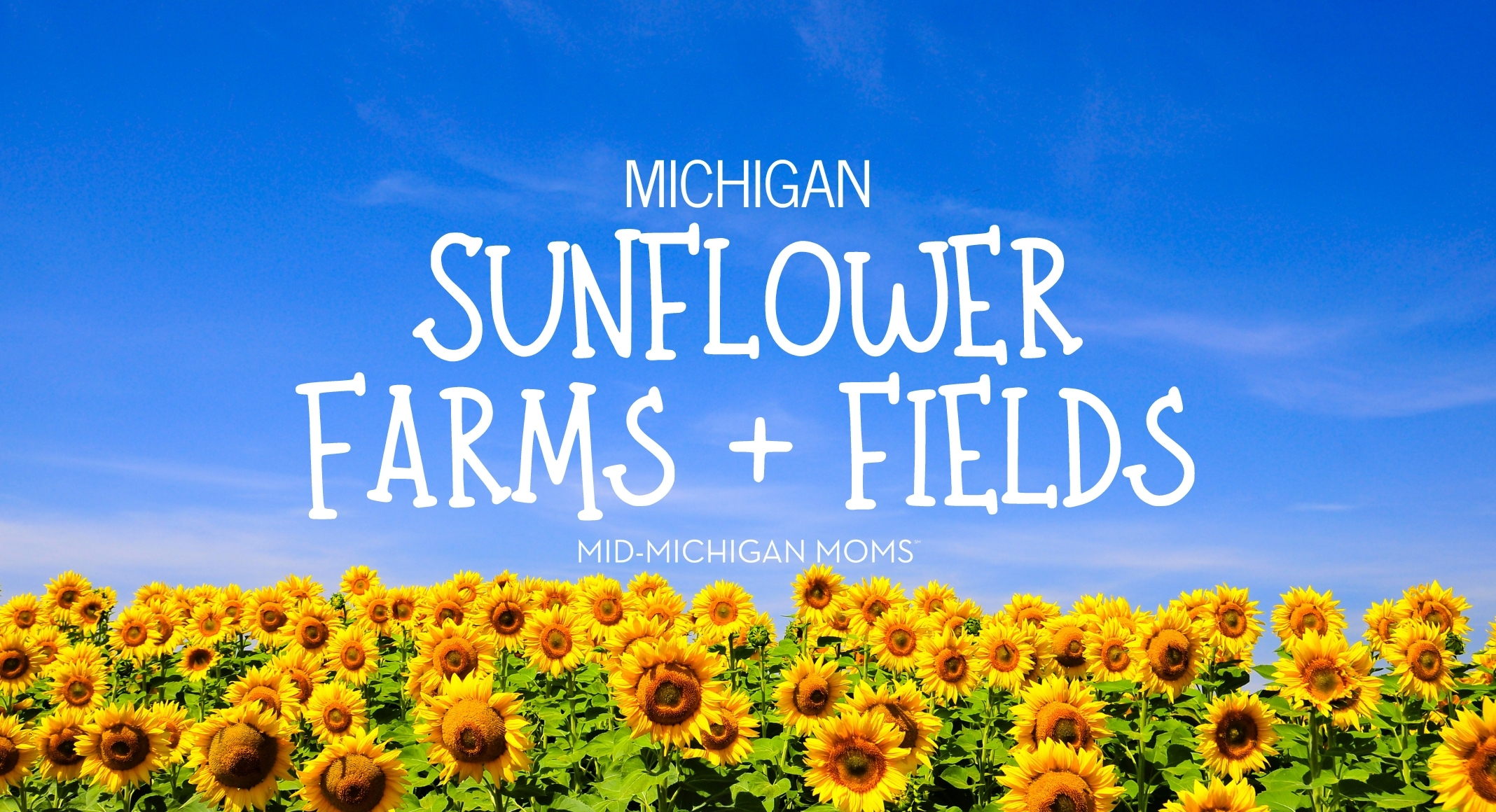 michigan sunflowers