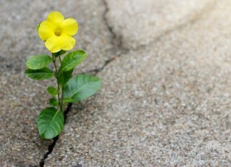 Local Spotlight: An Interview with Michigan Infertility Alliance Founder, Stephanie Jones