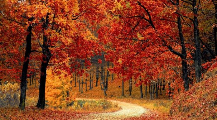 Ten Must-Haves for a Michigan Fall Color Tour