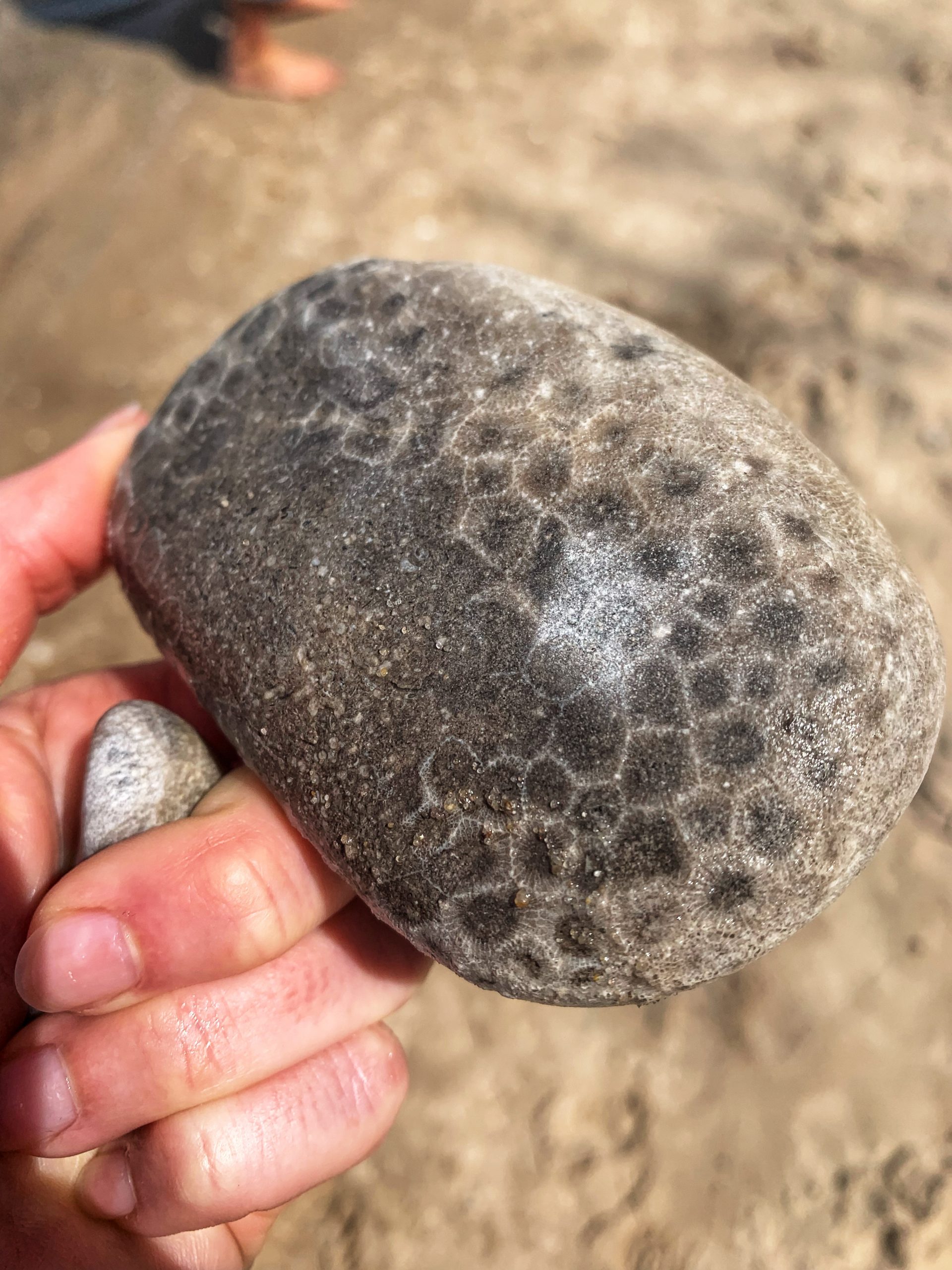 Where + How to Find the Best Petoskey Stones in Michigan