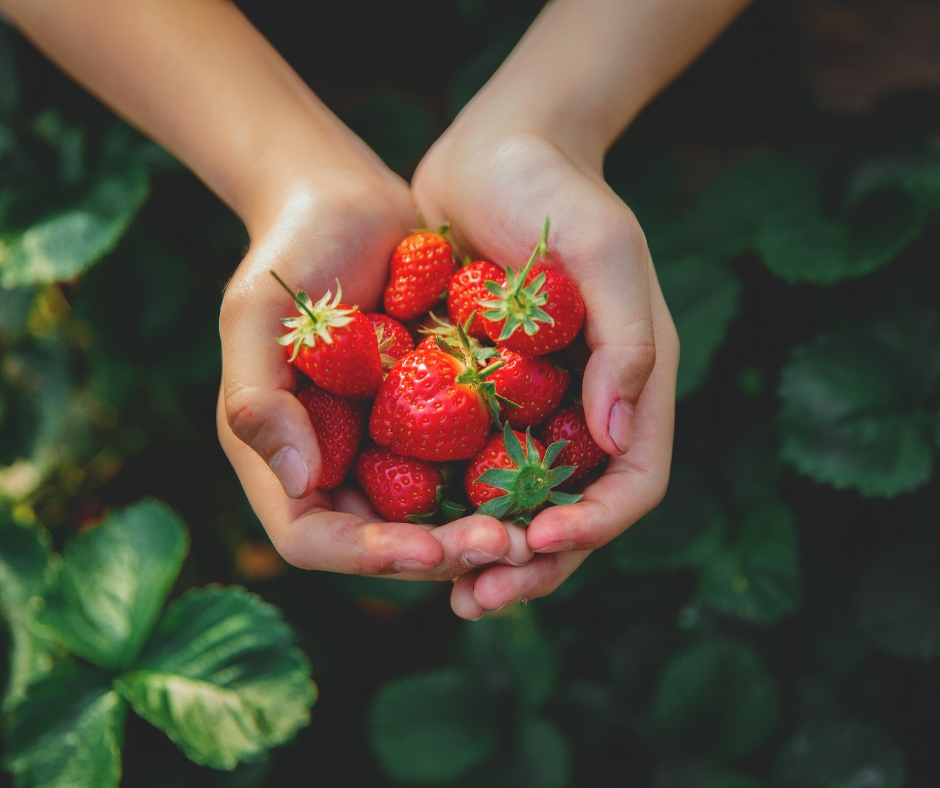 MICHIGAN BERRY PICKING